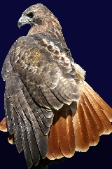 Red-tailed Hawk